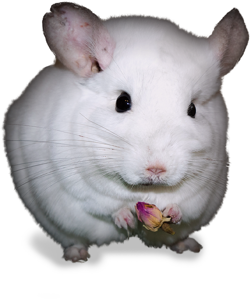chinchilla