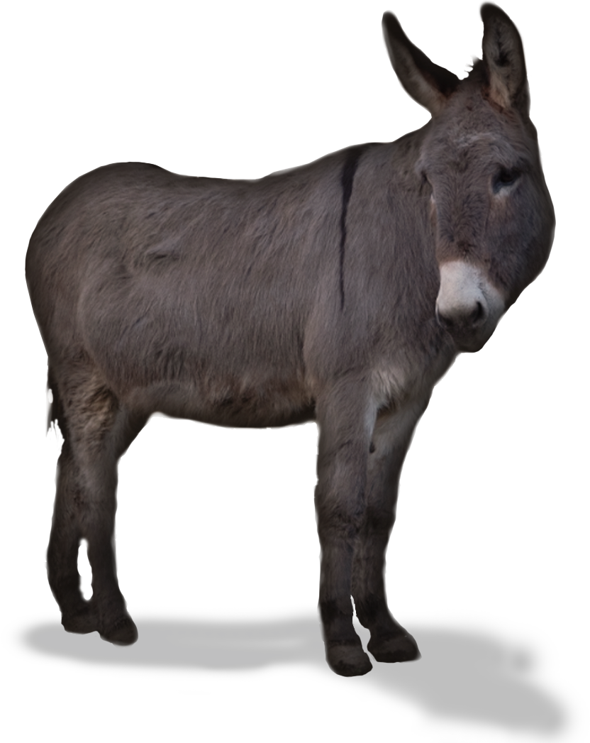 cheval